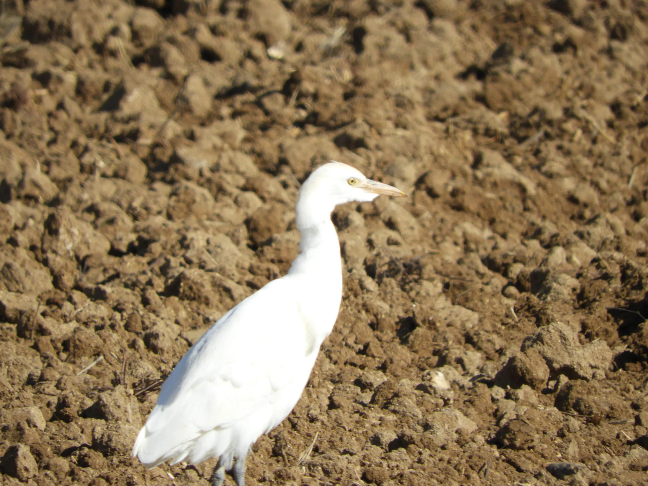 Garza bueyera en la antigua Laguna de La Janda. Fotografía de David Collis Luque