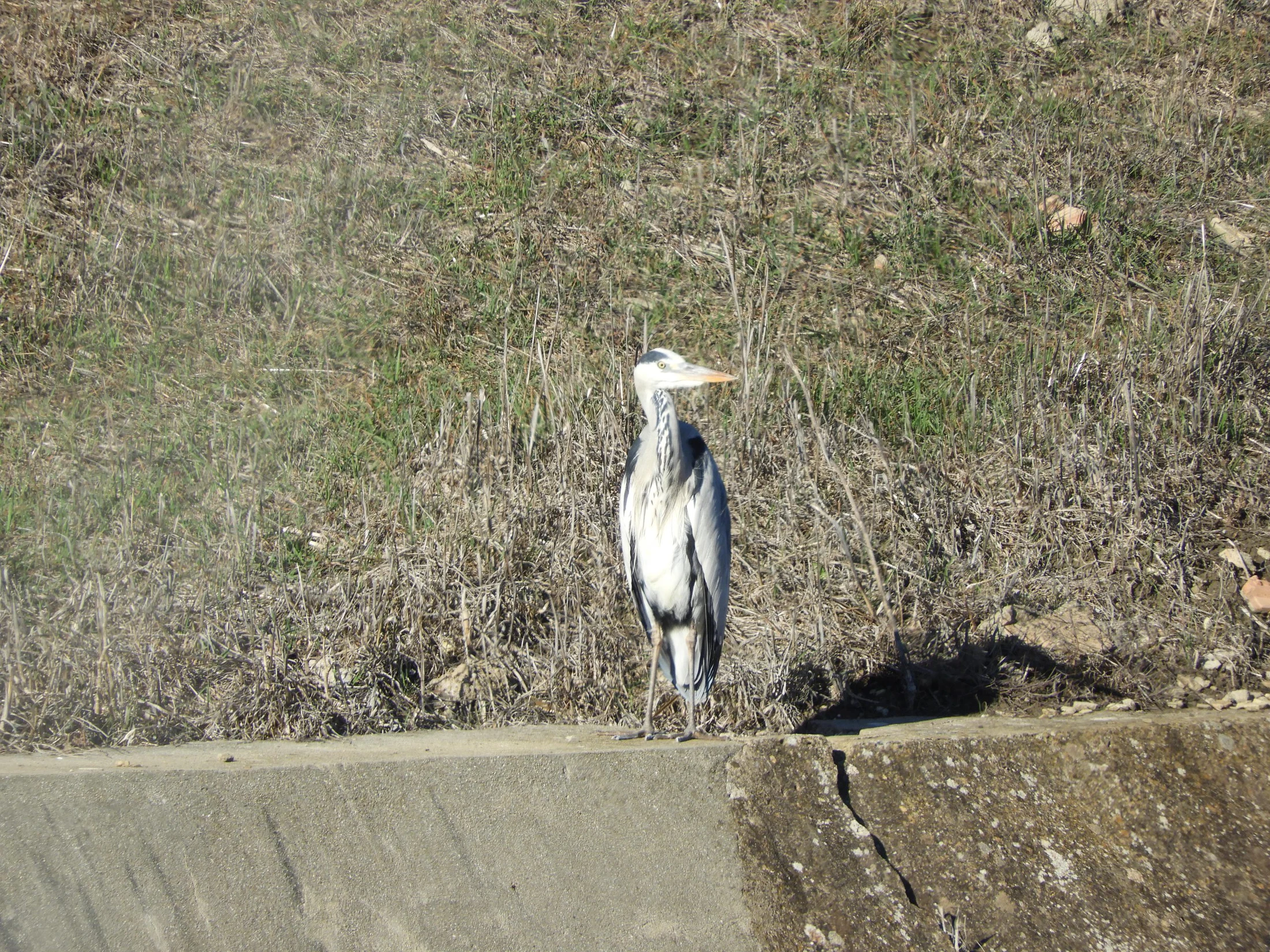 Garza real en la antigua laguna de La janda. Fotografía de David Collis Luque