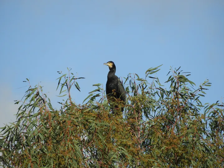 Cormorán en la antigua laguna de La Janda