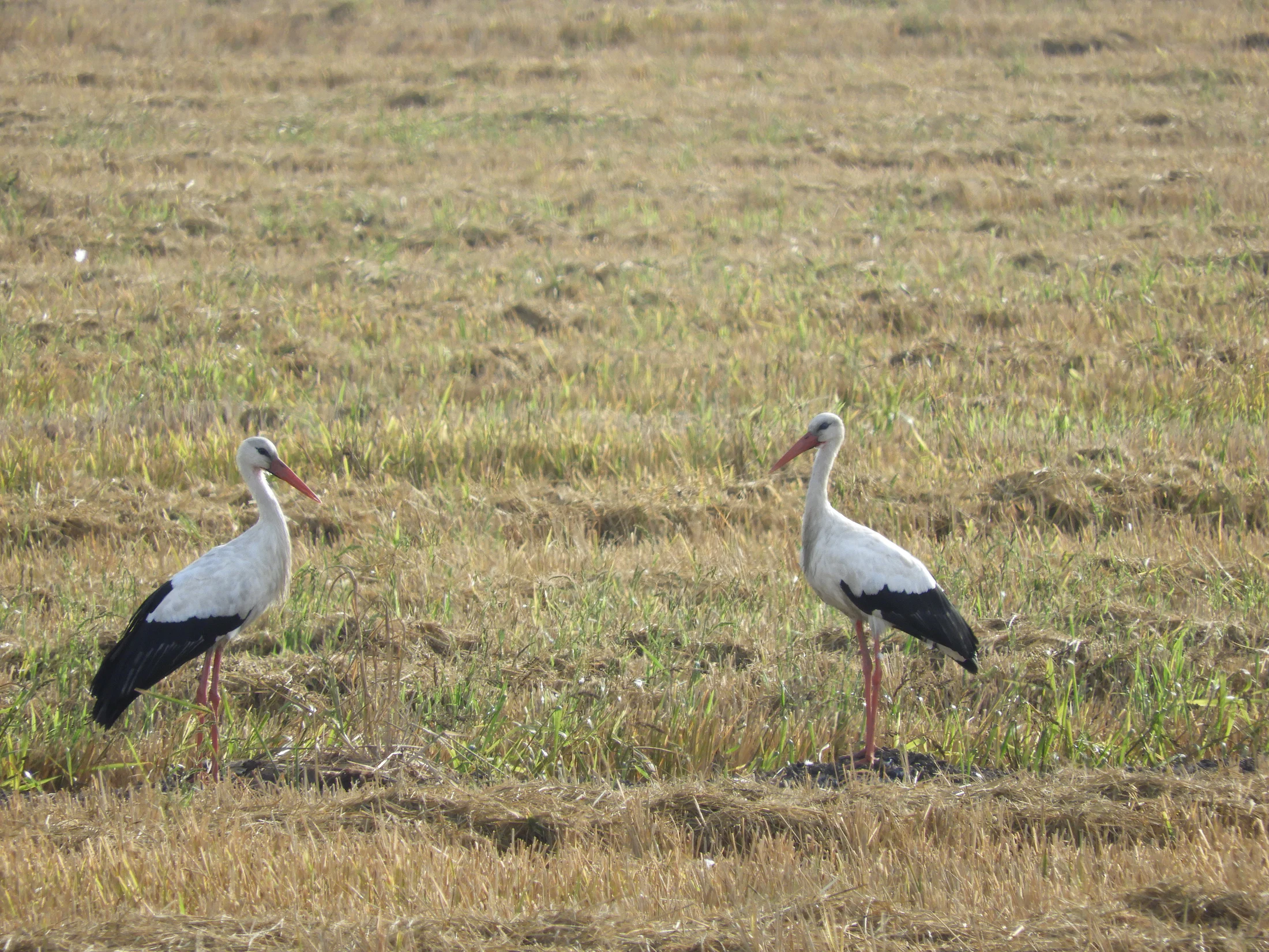 Cigüeñas en la antigua laguna de La Janda. Fotografía de David Collis Luque