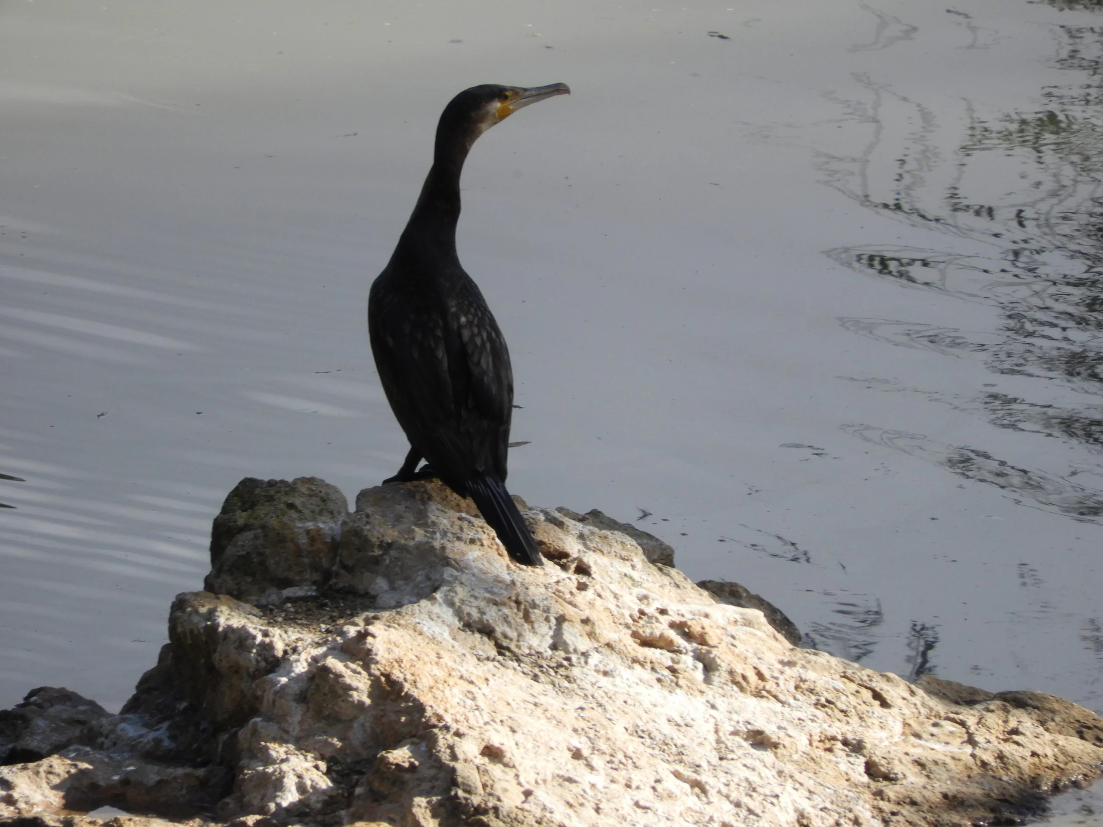 Cormorán en La Barca de Vejer de la Fra.. Fotografía de David Collis Luque