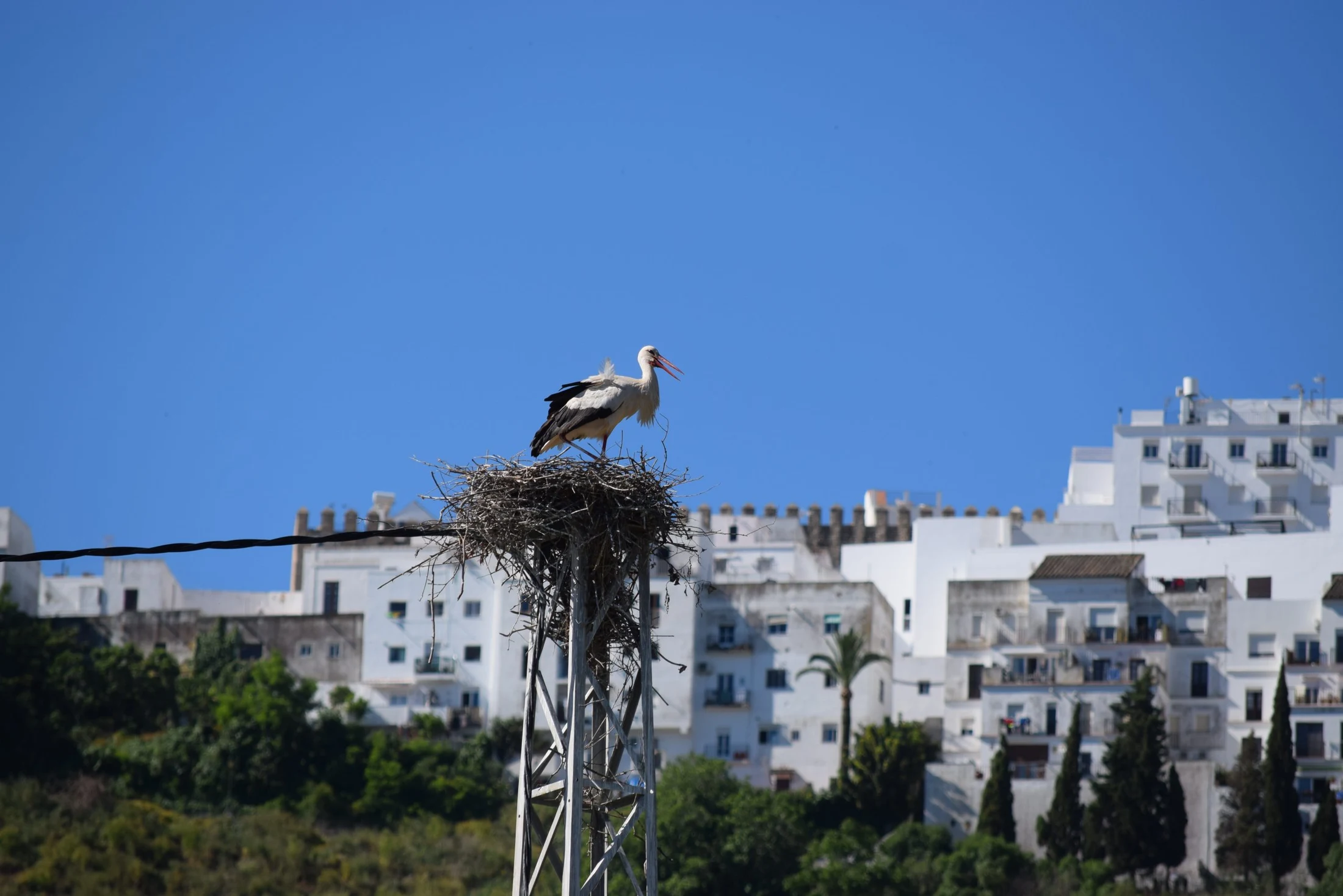 Cigüeña en Vejer de la Fra.. Fotografía de David Collis Luque