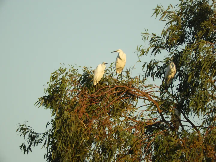 Garcetas en la antigua laguna de La Janda