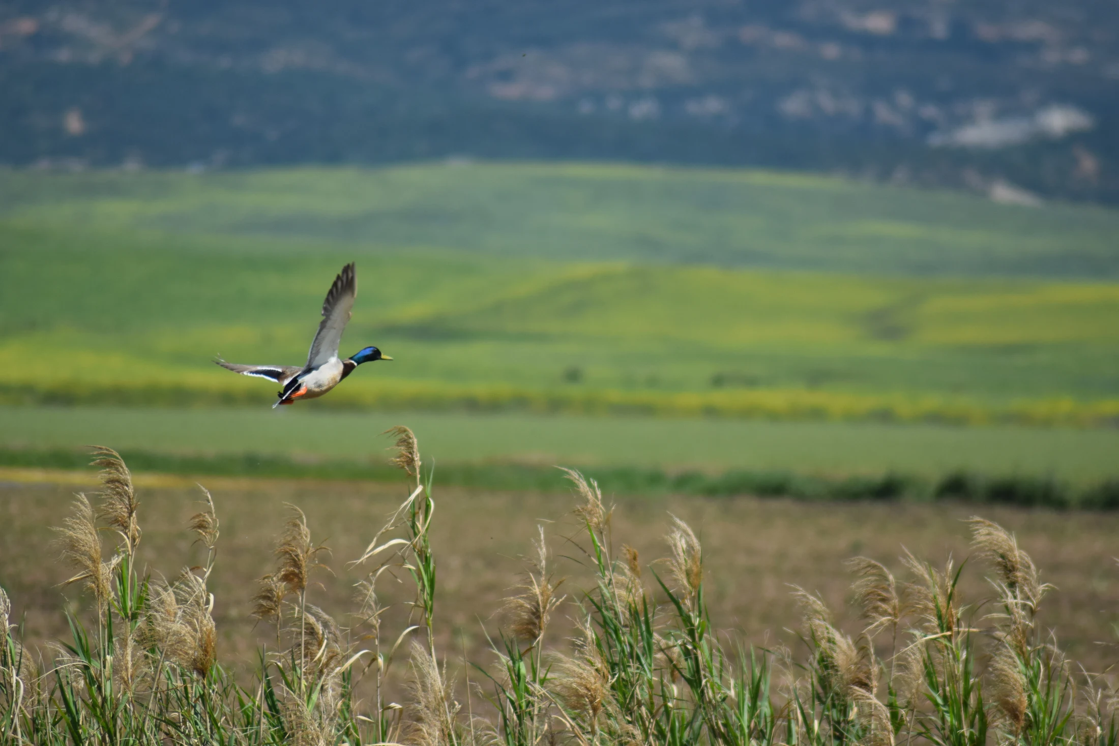 Ánade real hembra en la antigua Laguna de La Janda. Fotografía de David Collis Luque