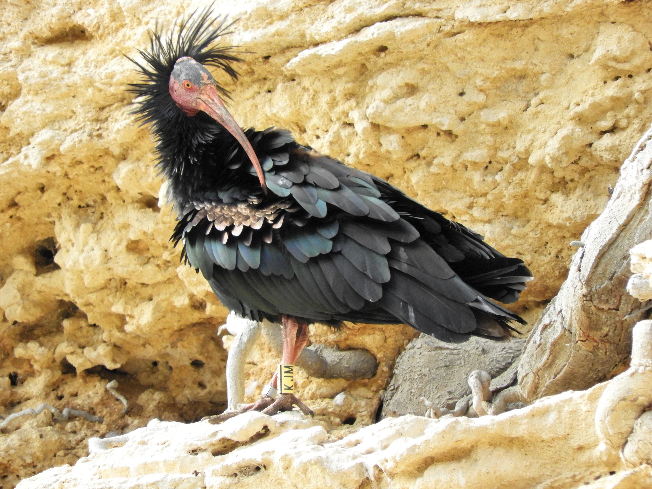 Ibis eremita en La Barca de Vejer de la Fra.. Fotografía de David Collis Luque
