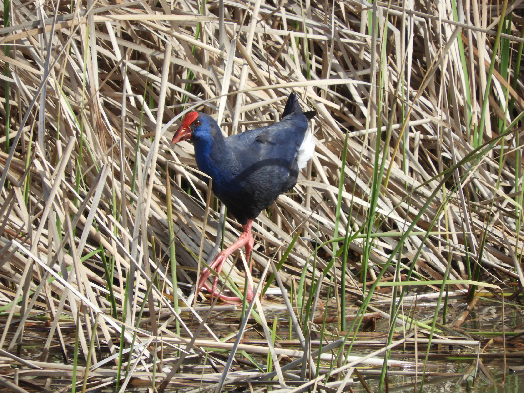 Calamón en la antigua laguna de La Janda. Fotografía de David Collis Luque