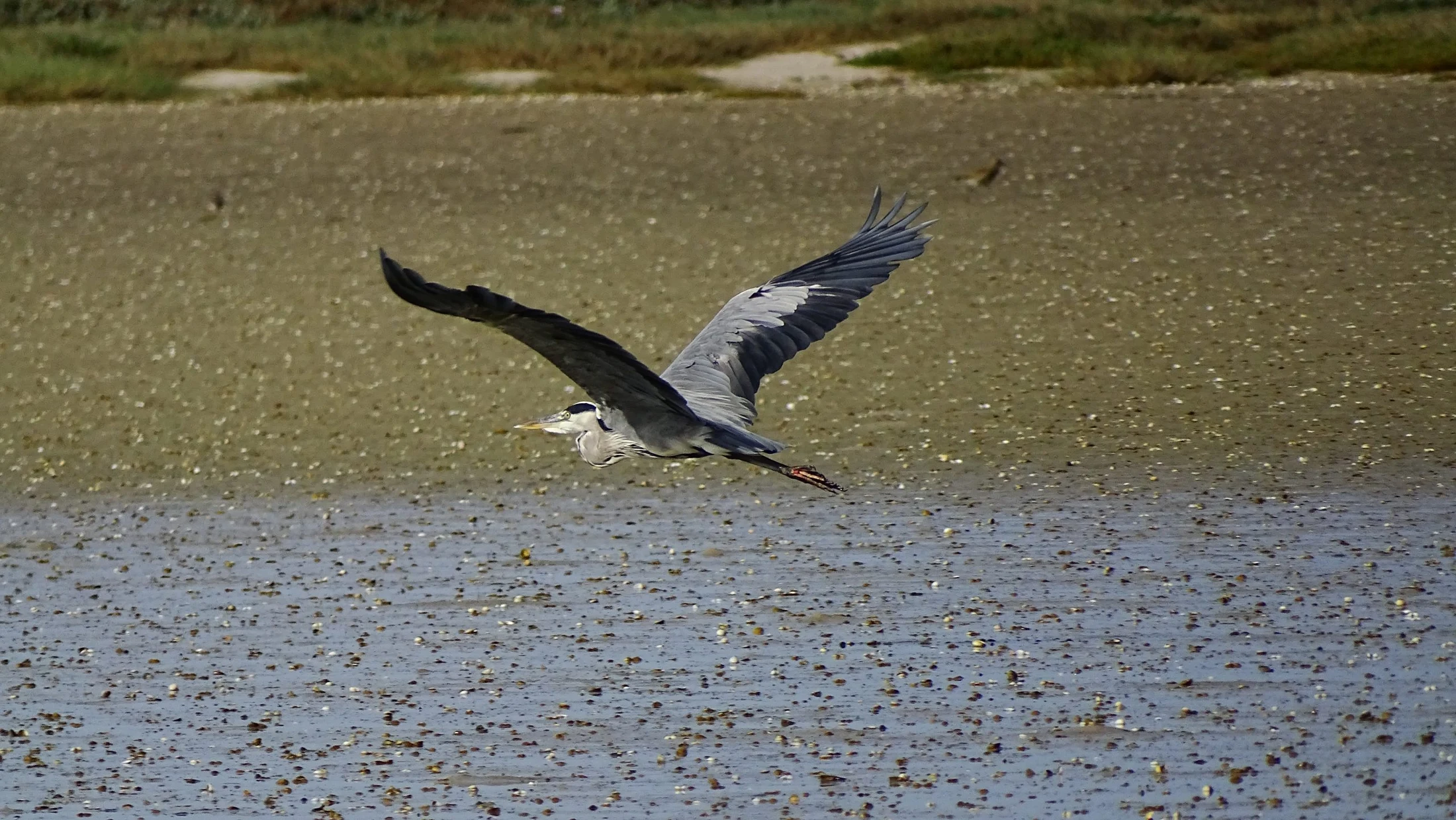 Garza real en Galicia. Fotografía de Mingucho