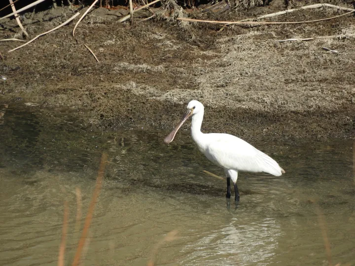 Espátula joven en la antigua laguna de La Janda