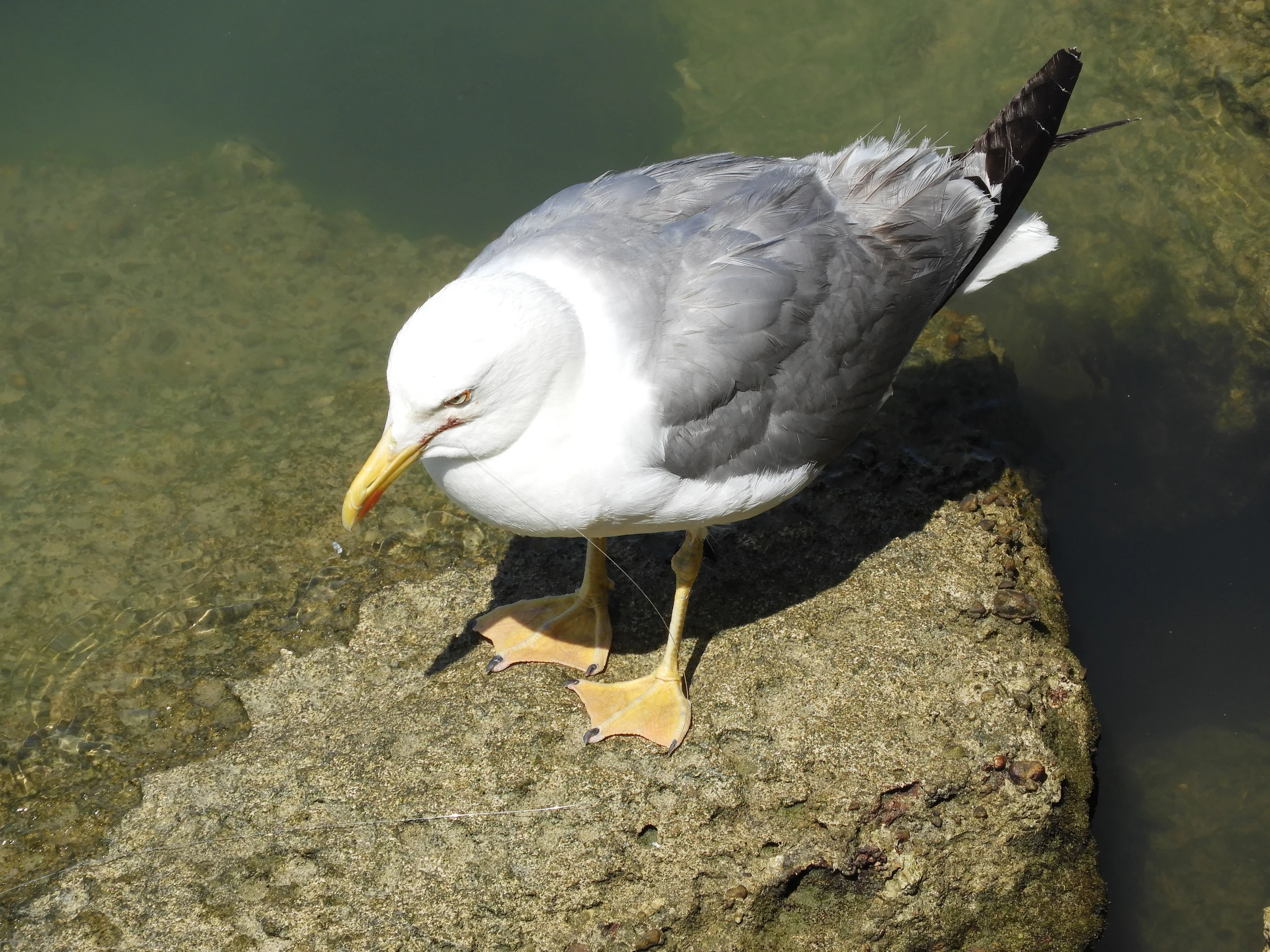 Gaviota en el puerto de Conil. Fotografía de David Collis Luque