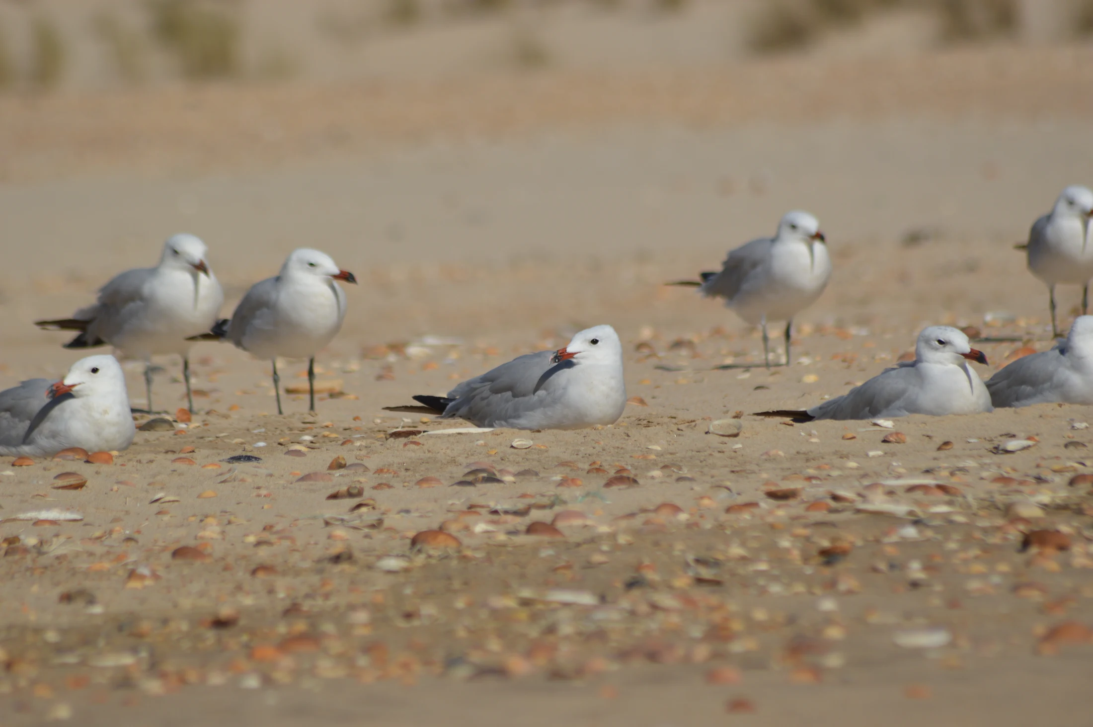 Gaviota de Audouin (Doñana). Fotografía de Juan José Rubal Lobo