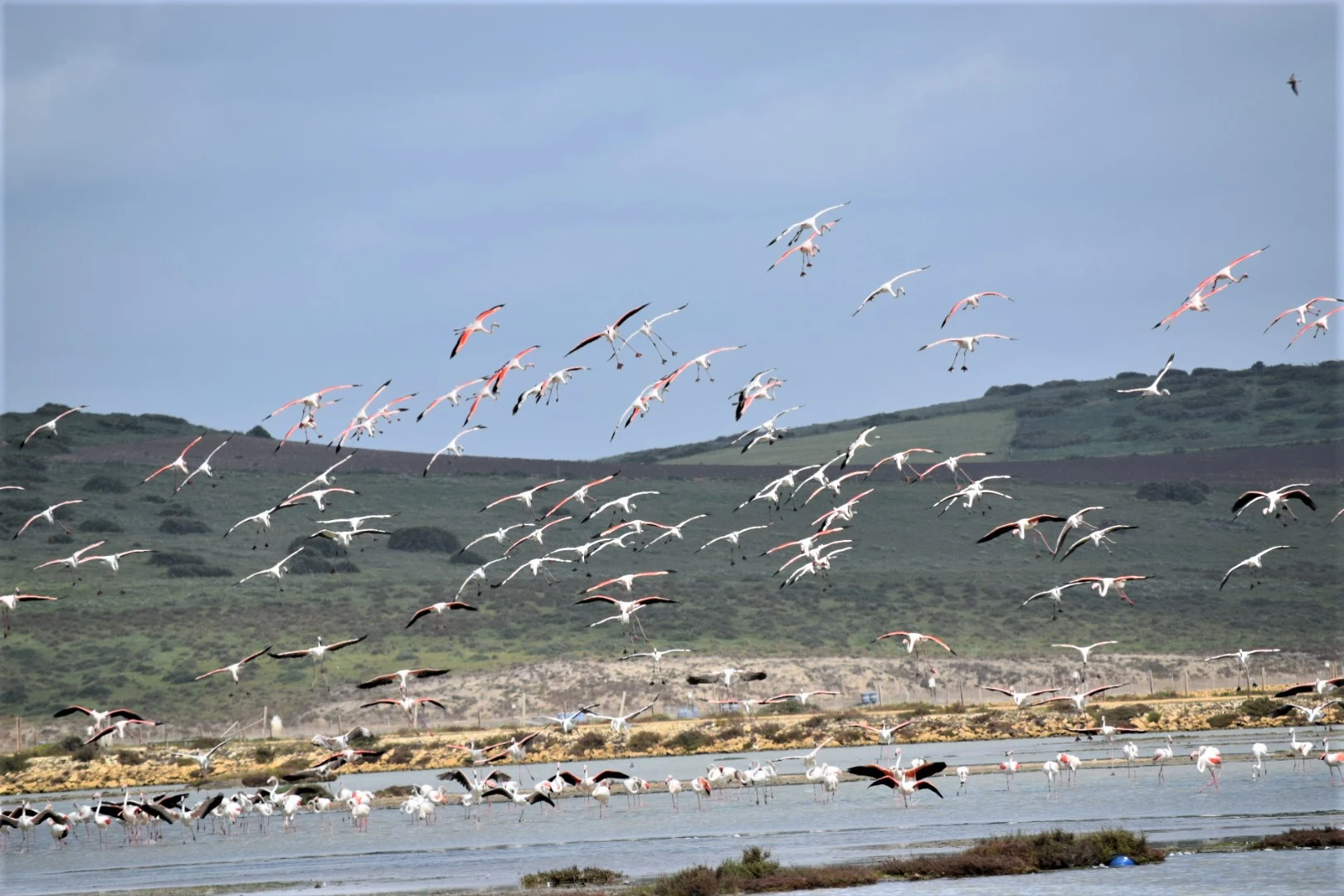 Flamencos en la marisma de Barbate. Fotografía de David Collis Luque