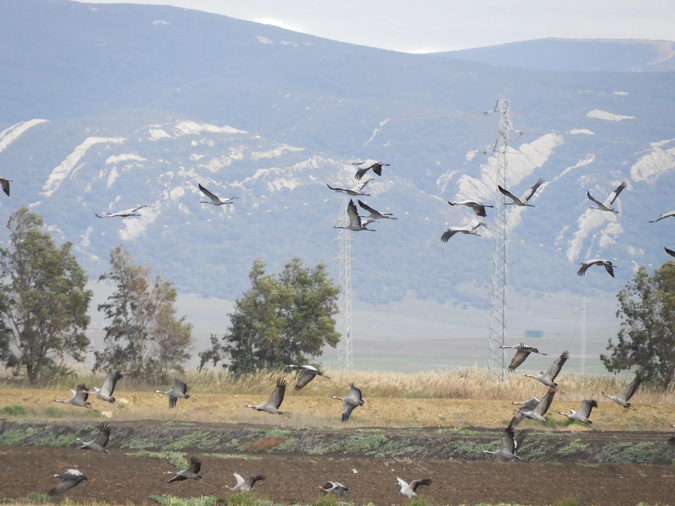 Grullas en la antigua Laguna de la Janda. Fotografía de David Collis Luque