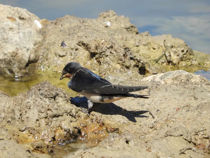 Golondrina en la marisma de Barbate