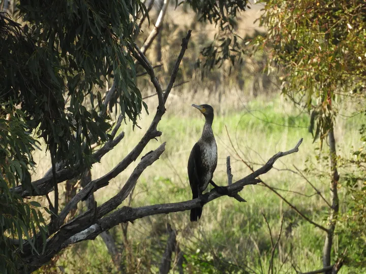 Cormorán en la antigua laguna de La Janda