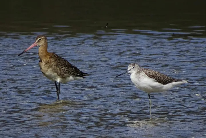 Aguja colinegra y archibebe claro en Galicia