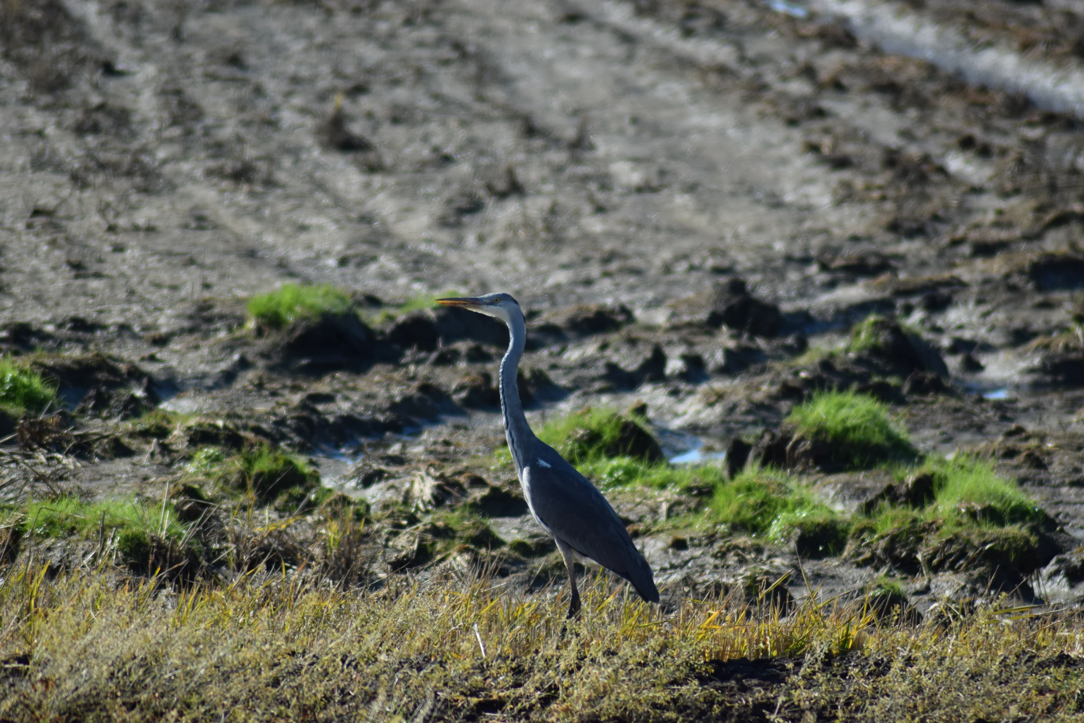 Garza real en la antigua laguna de La Janda. Fotografía de David Collis Luque