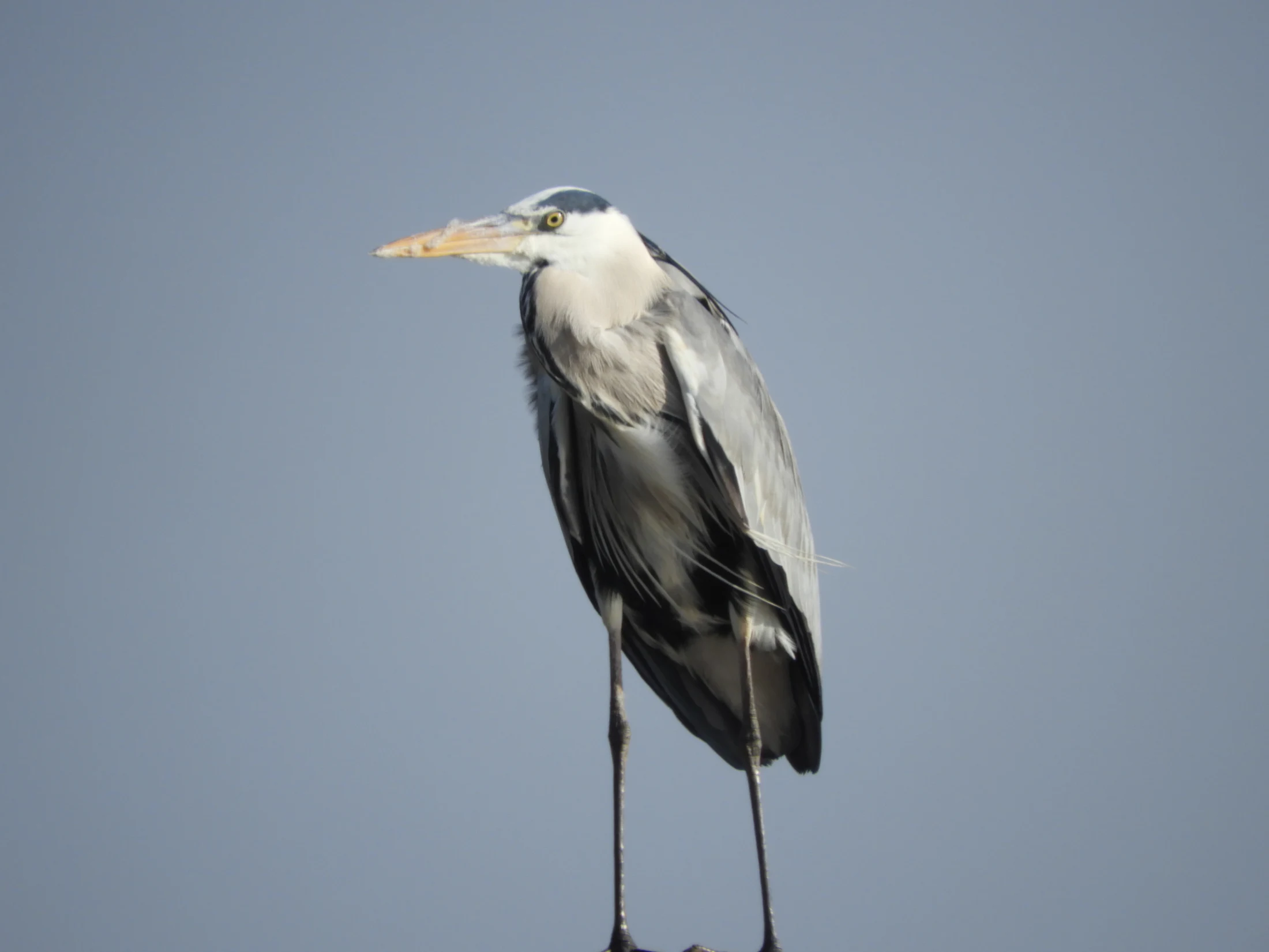 Garza real en la antigua laguna de La Janda. Fotografía de David Collis Luque