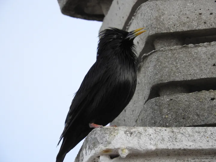 Estornino negro en Vejer de la Fra.