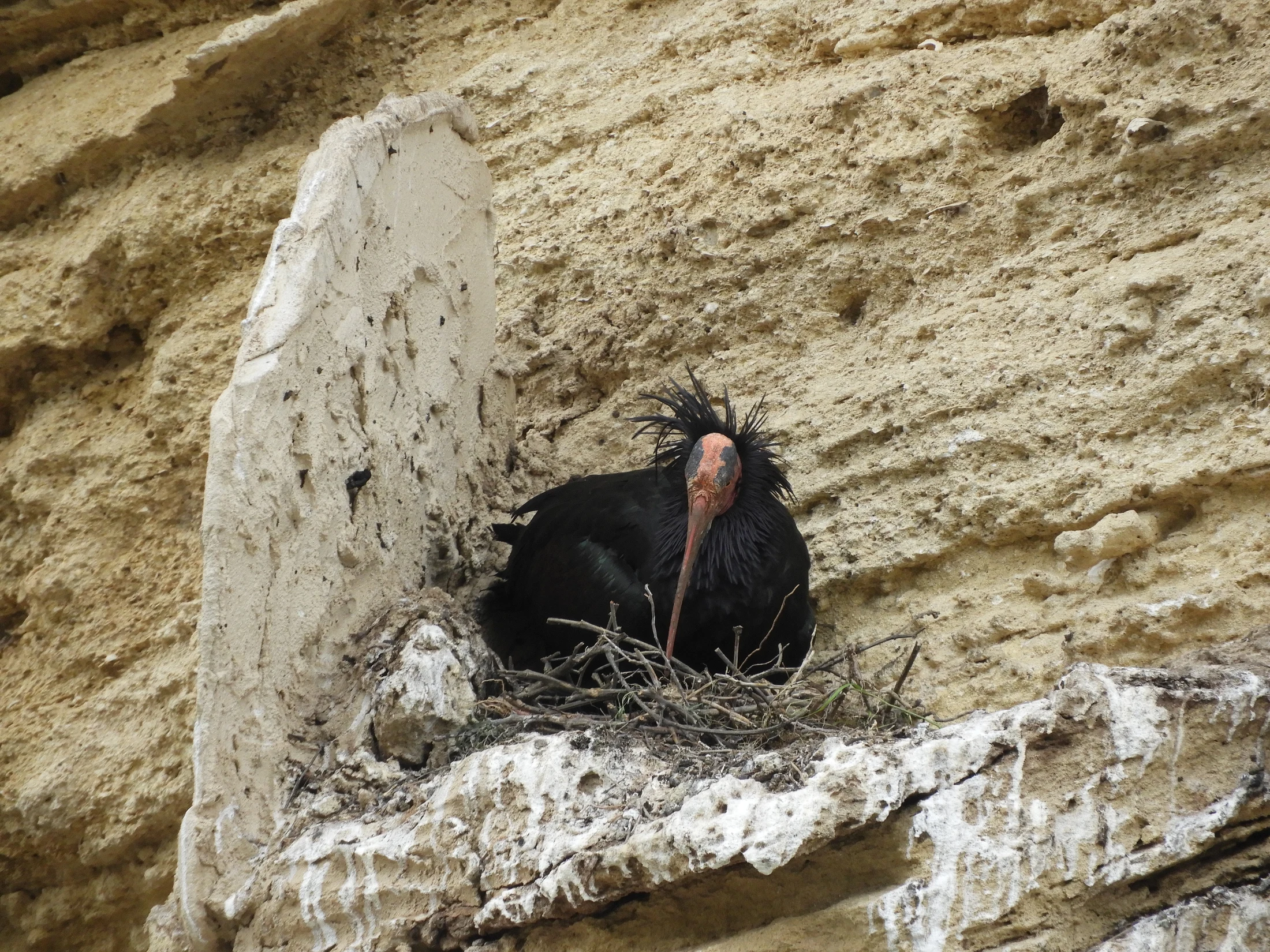 Ibis eremita en Vejer de la Frontera. Fotografía de David Collis Luque