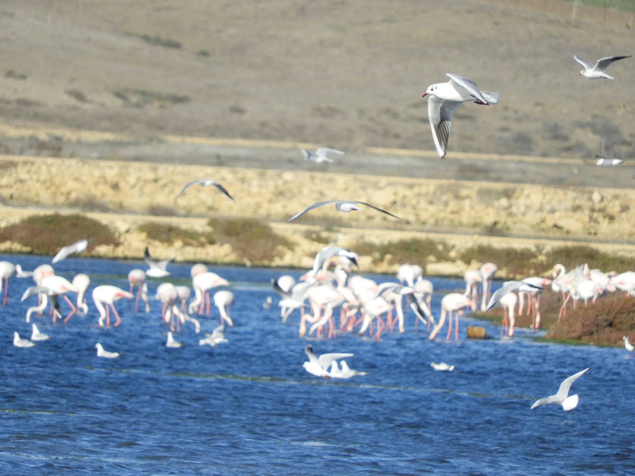 Gaviotas en la marisma de Barbate. Fotografía de David Collis Luque