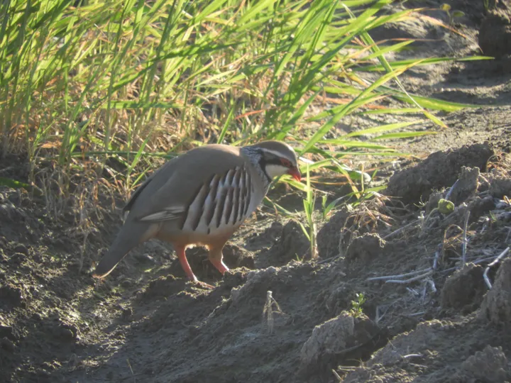 Perdiz en la antigua laguna de La Janda