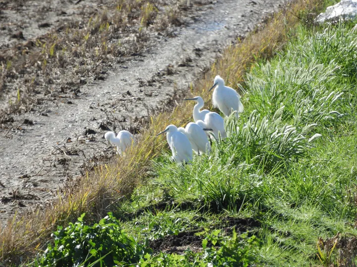Garcetas en la antigua laguna de La janda