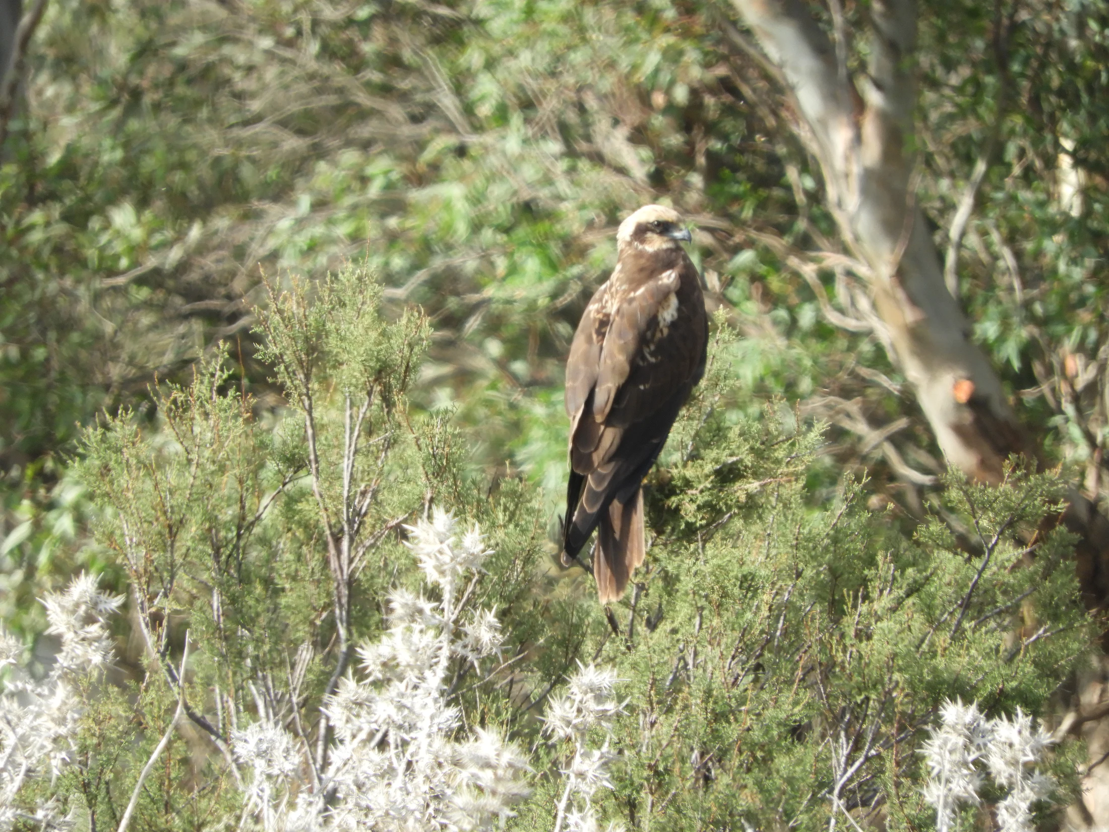 Aguilucho lagunero en la antigua laguna de La Janda. Fotografía de David Collis Luque