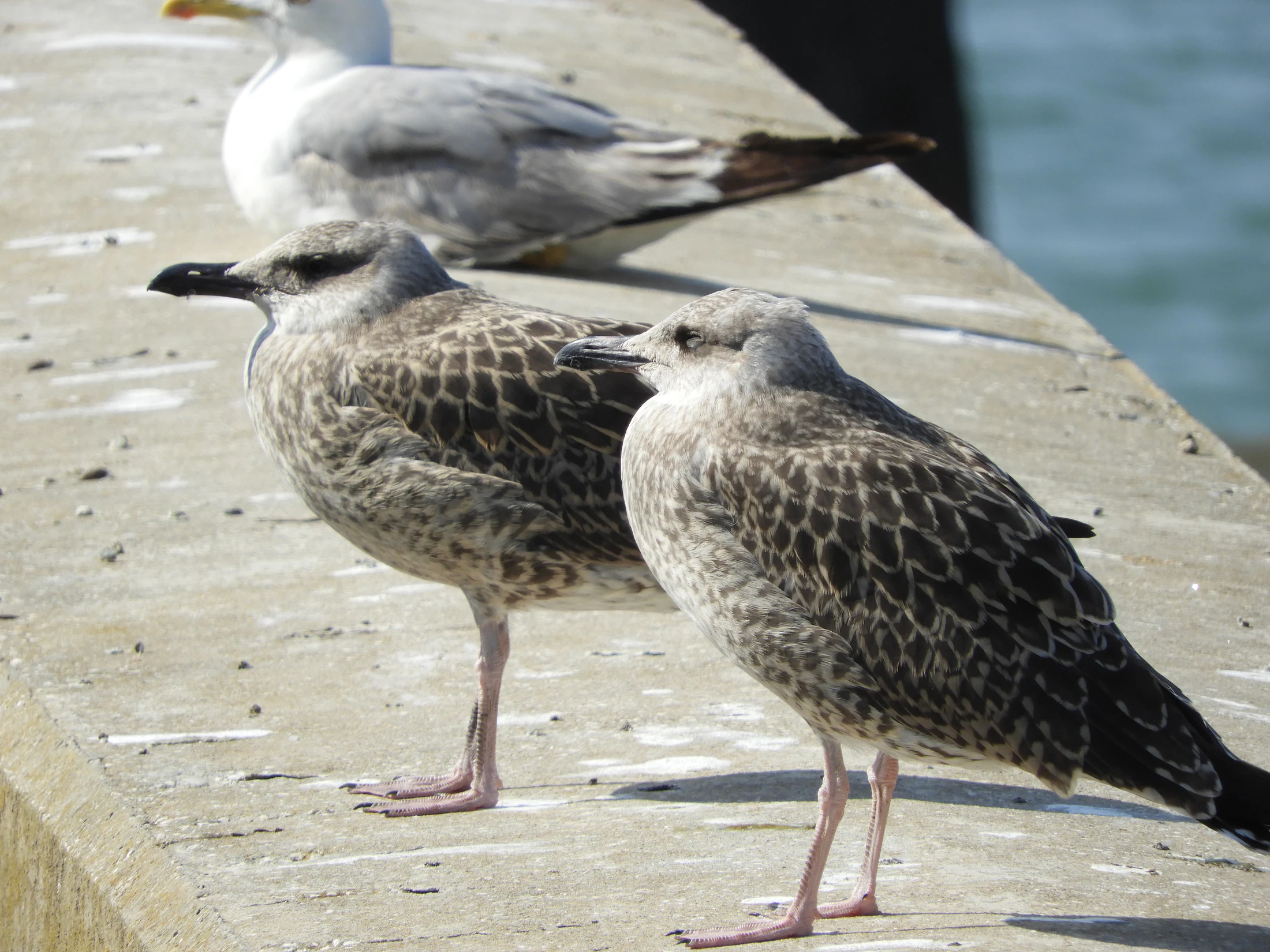 Gaviotas jóvenes en el puerto de Conil. Fotografía de David Collis Luque