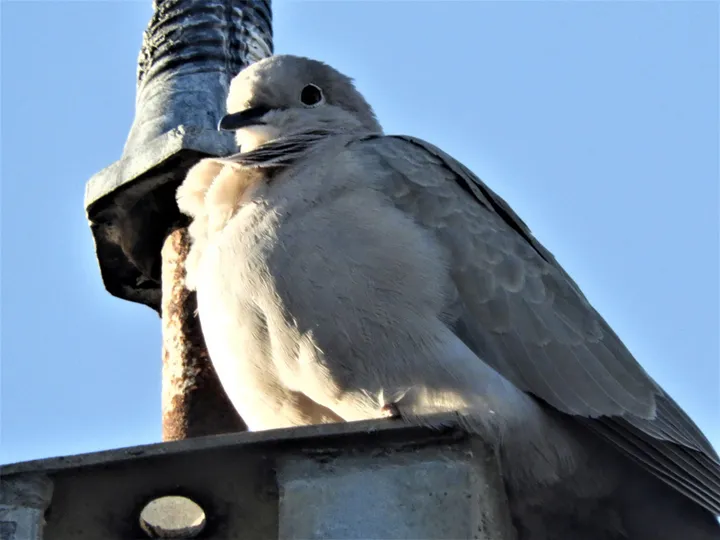 Paloma torcaz en Vejer de la Fra.