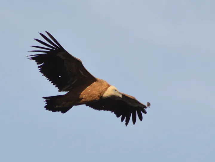 Buitre Leonado en la Sierra del Pinar