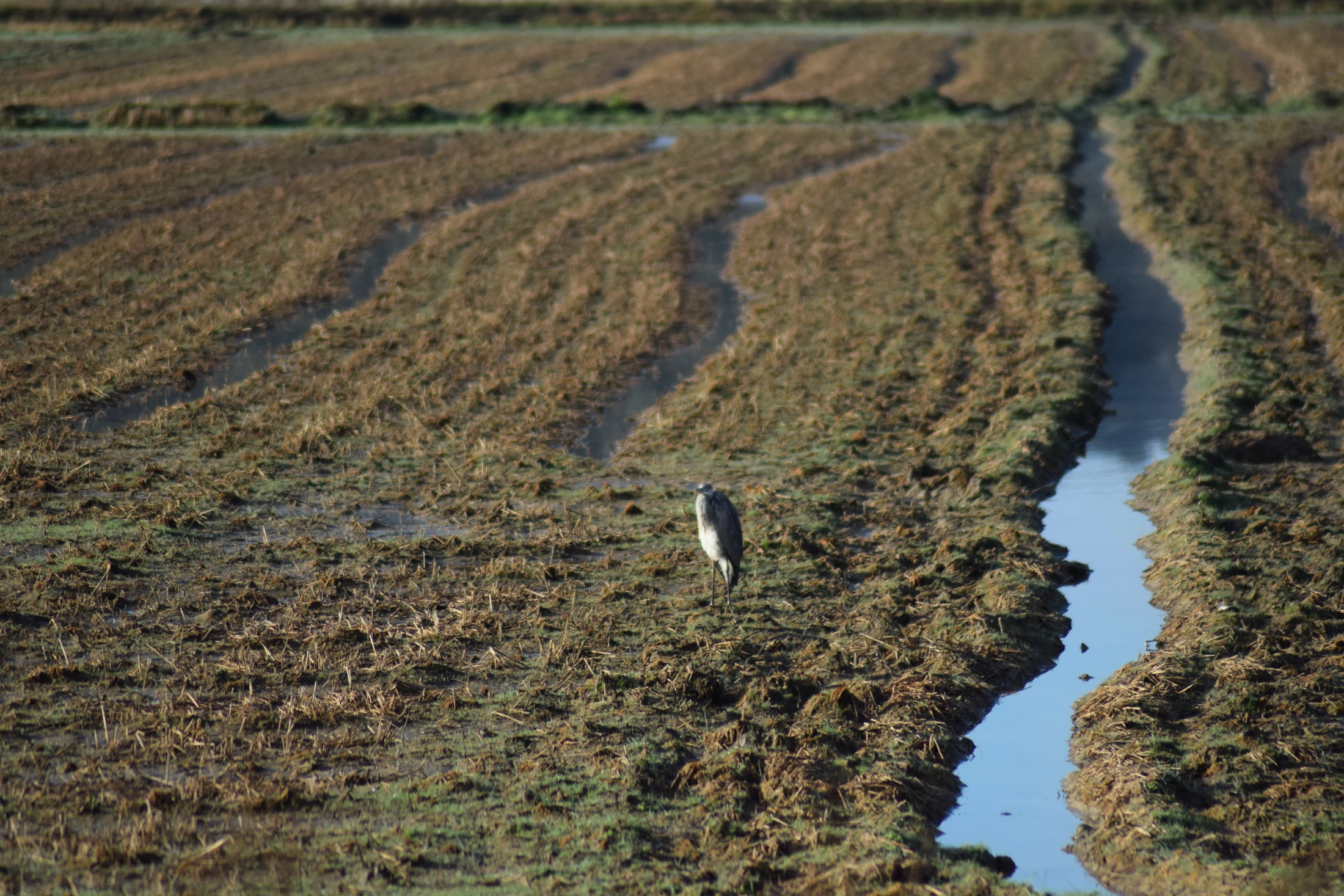 Garza real en la antigua Laguna de La Janda. Fotografía de David Collis Luque
