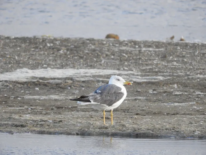 Gaviota patiamarilla en las marismas de Barbate