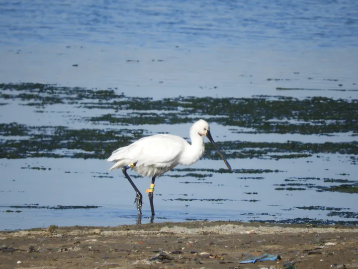 Espátula en la marisma de Barbate