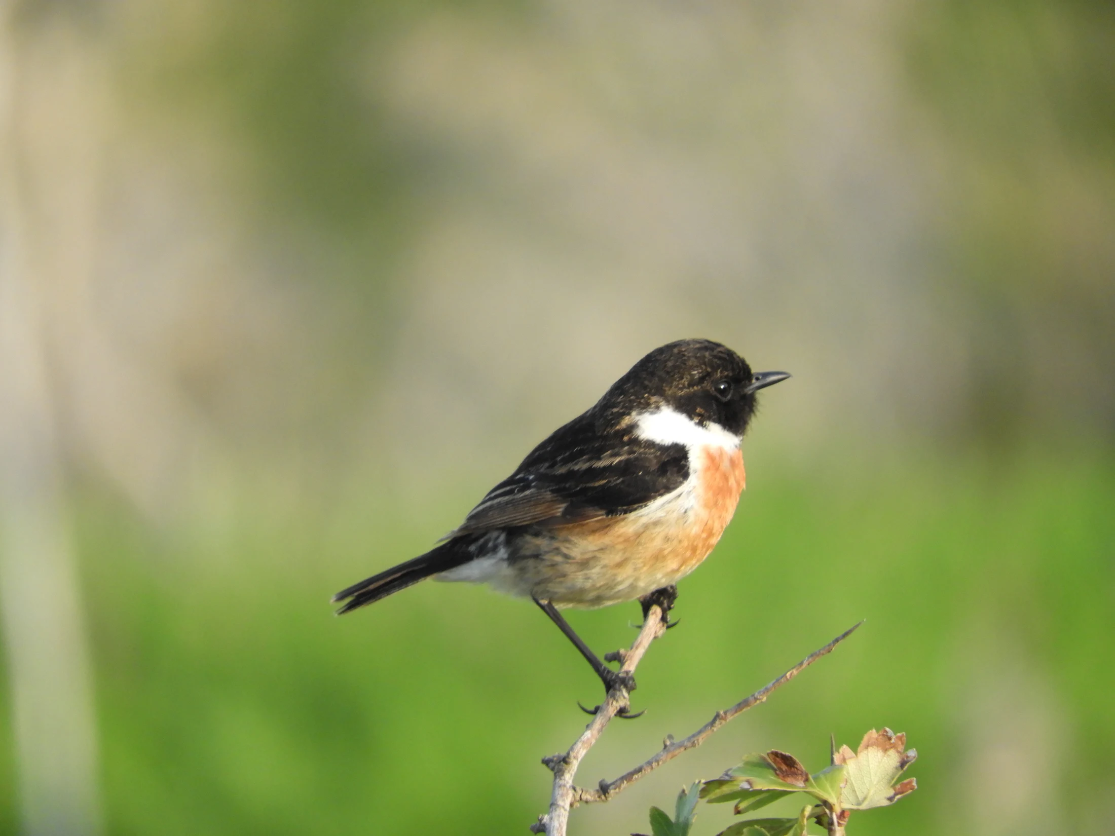 Tarabilla común macho en la antigua laguna de La Janda. Fotografía de David Collis Luque