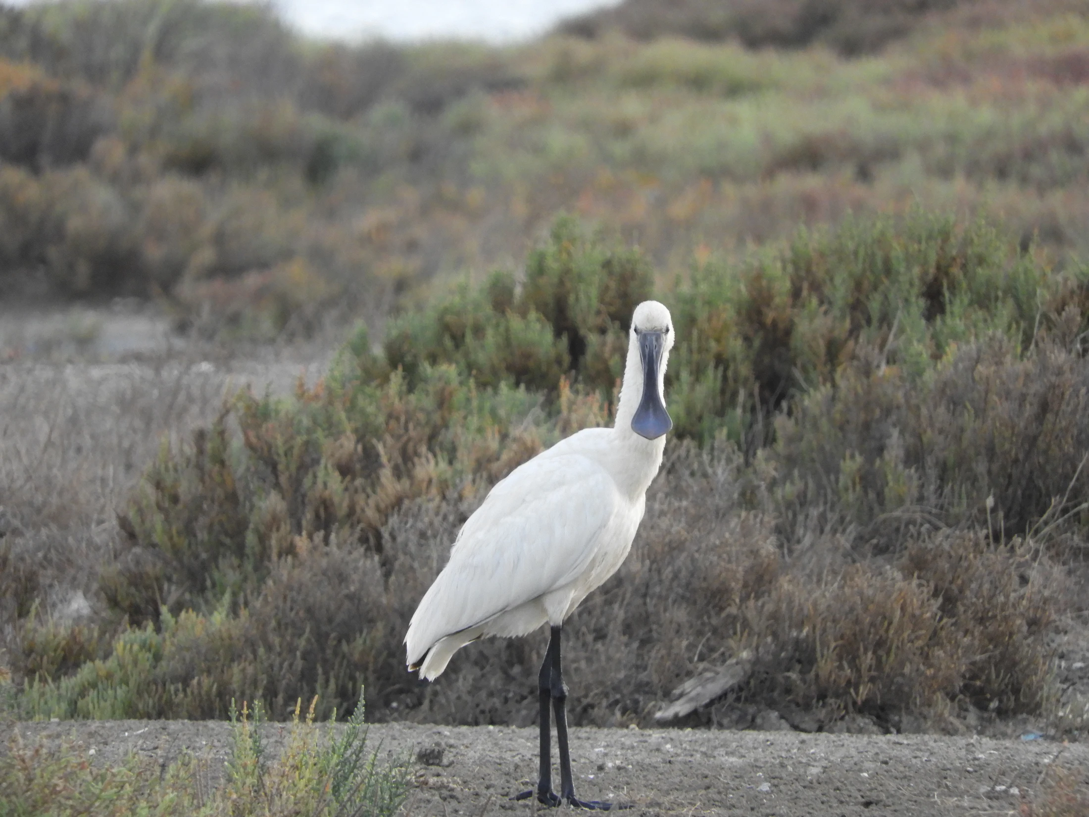 Espátula en las marismas de Barbate. Fotografía de David Collis Luque