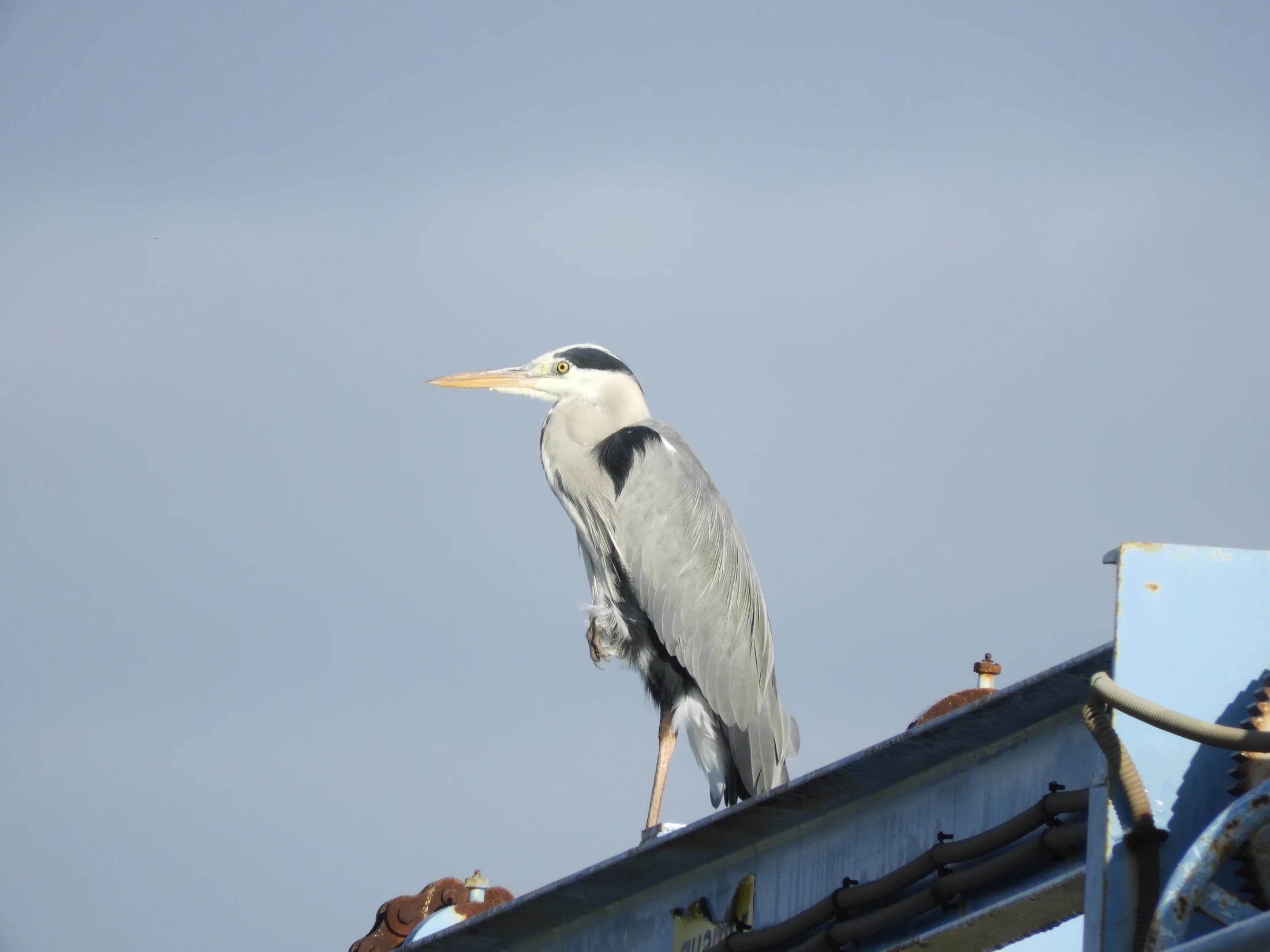 Garza real en la antigua laguna de La janda. Fotografía de David Collis Luque