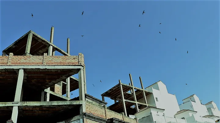 Vencejos en el cielo de la tarde
