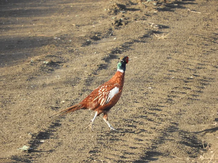 Faisán en la antigua Laguna de La Janda