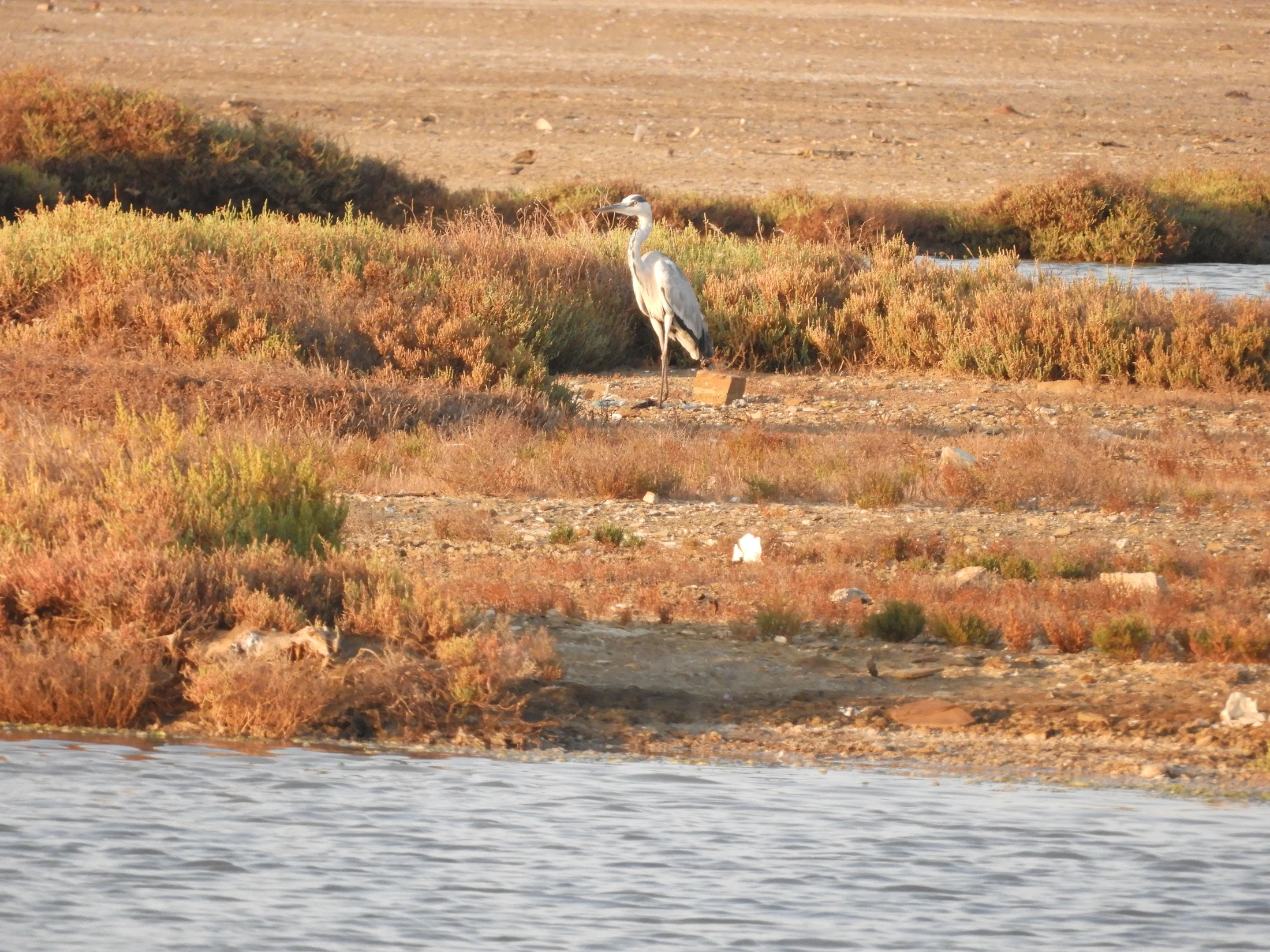Garza real en las marismas de Barbate. Fotografía de David Collis Luque