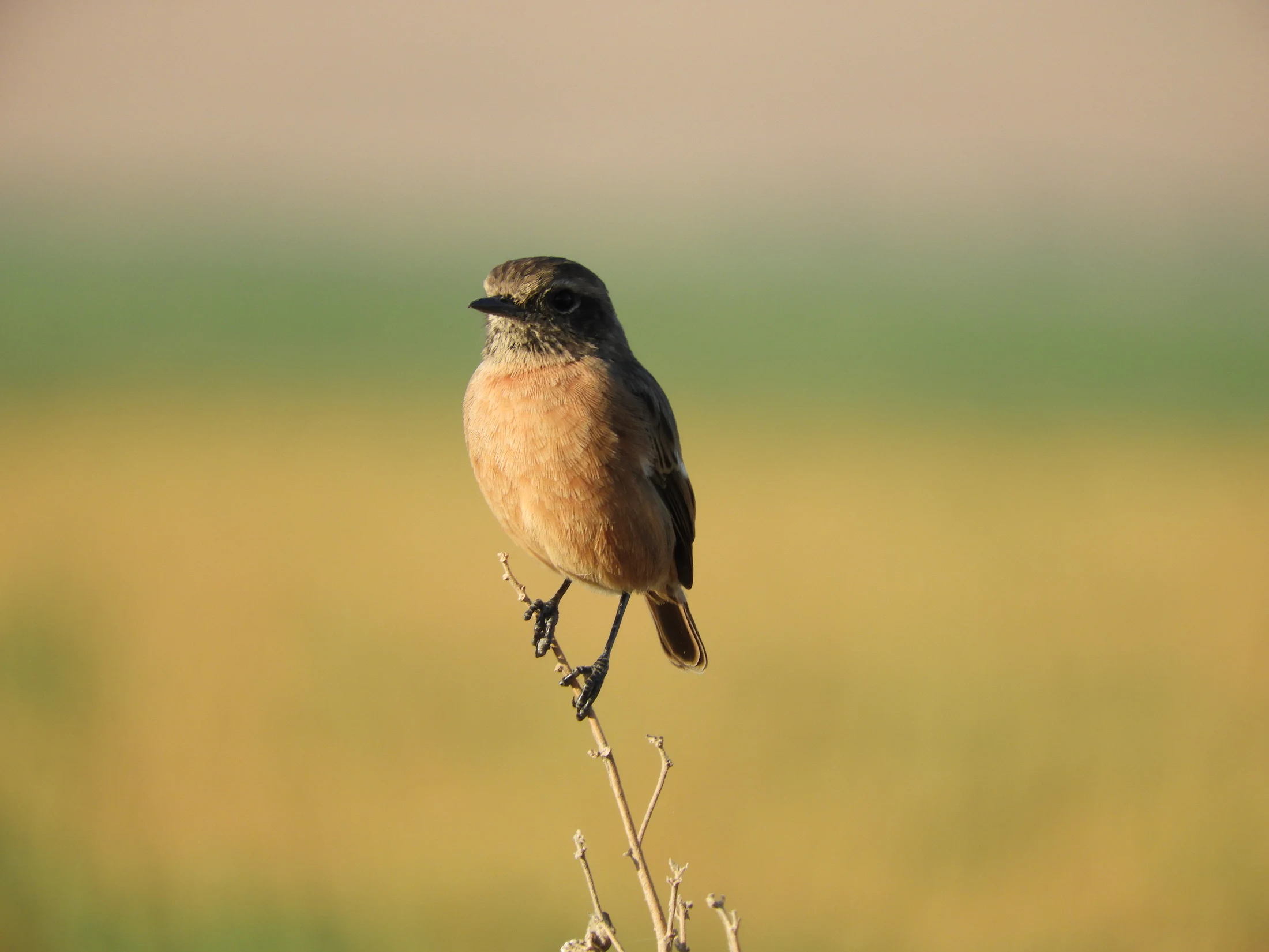 Tarabilla común hembra en la antigua laguna de La Janda. Fotografía de David Collis Luque