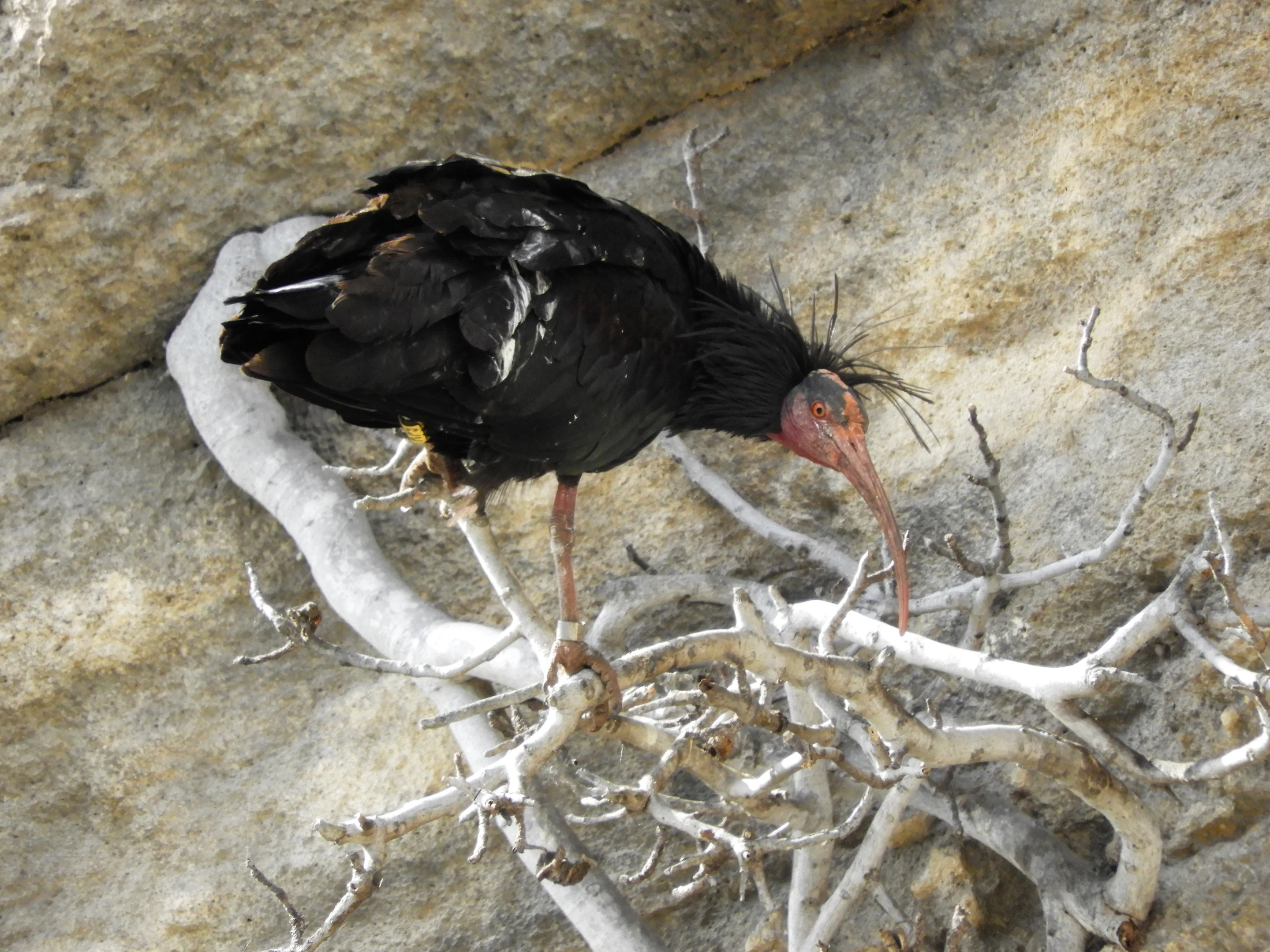 Ibis eremita en La Barca de Vejer de la Fra.. Fotografía de David Collis Luque
