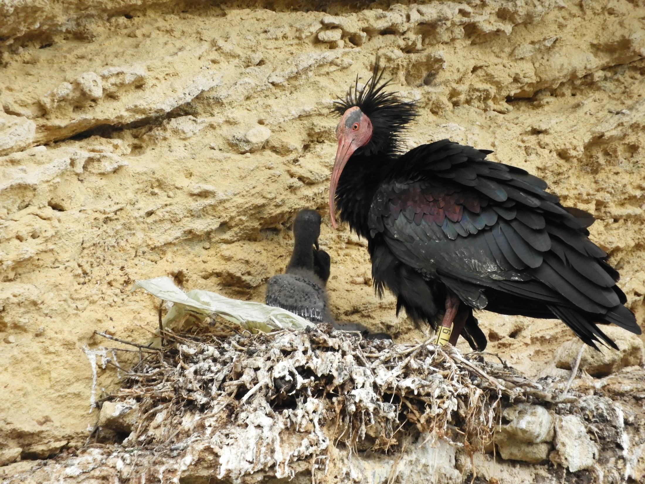 Ibis eremita con crías en La Barca de Vejer de la Fra.. Fotografía de David Collis Luque