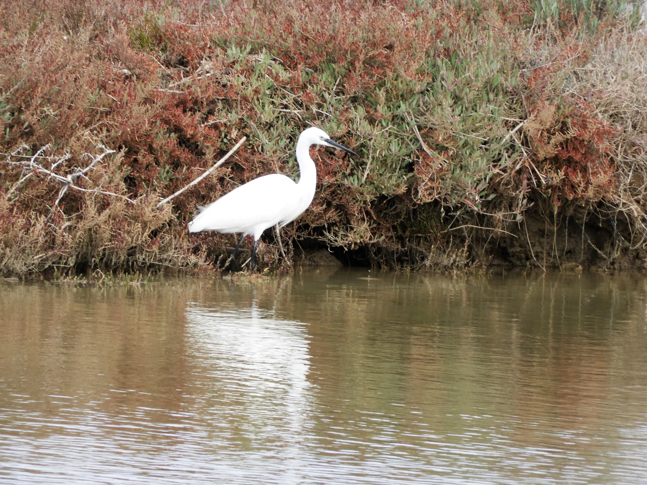 Garceta en el arroyo Conilete de El Palmar. Fotografía de David Collis Luque