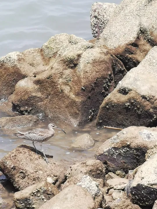 Zarapito en Barbate
