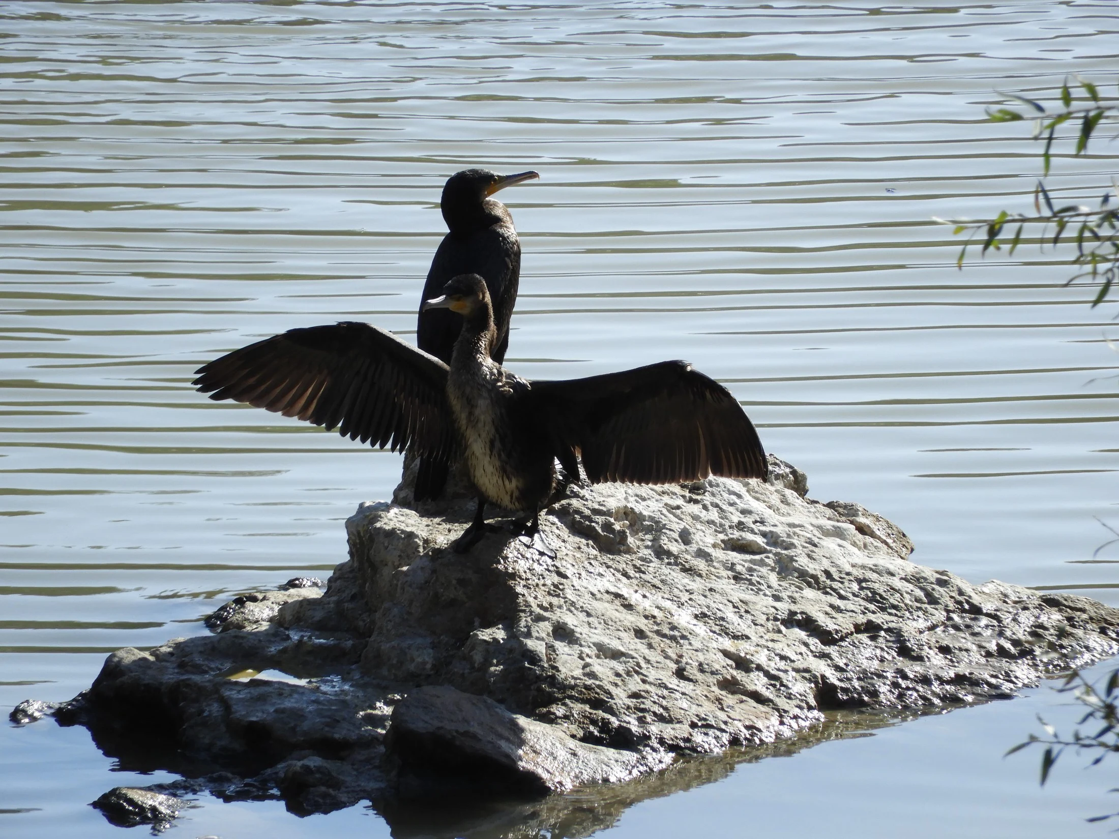 Cormoranes en La Barca de Vejer. Fotografía de David Collis Luque