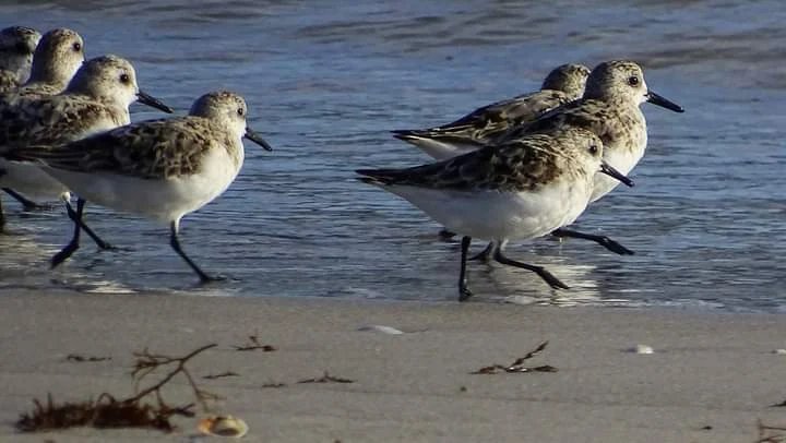 Playeritos blancos en Galicia. Fotografía de Mingucho