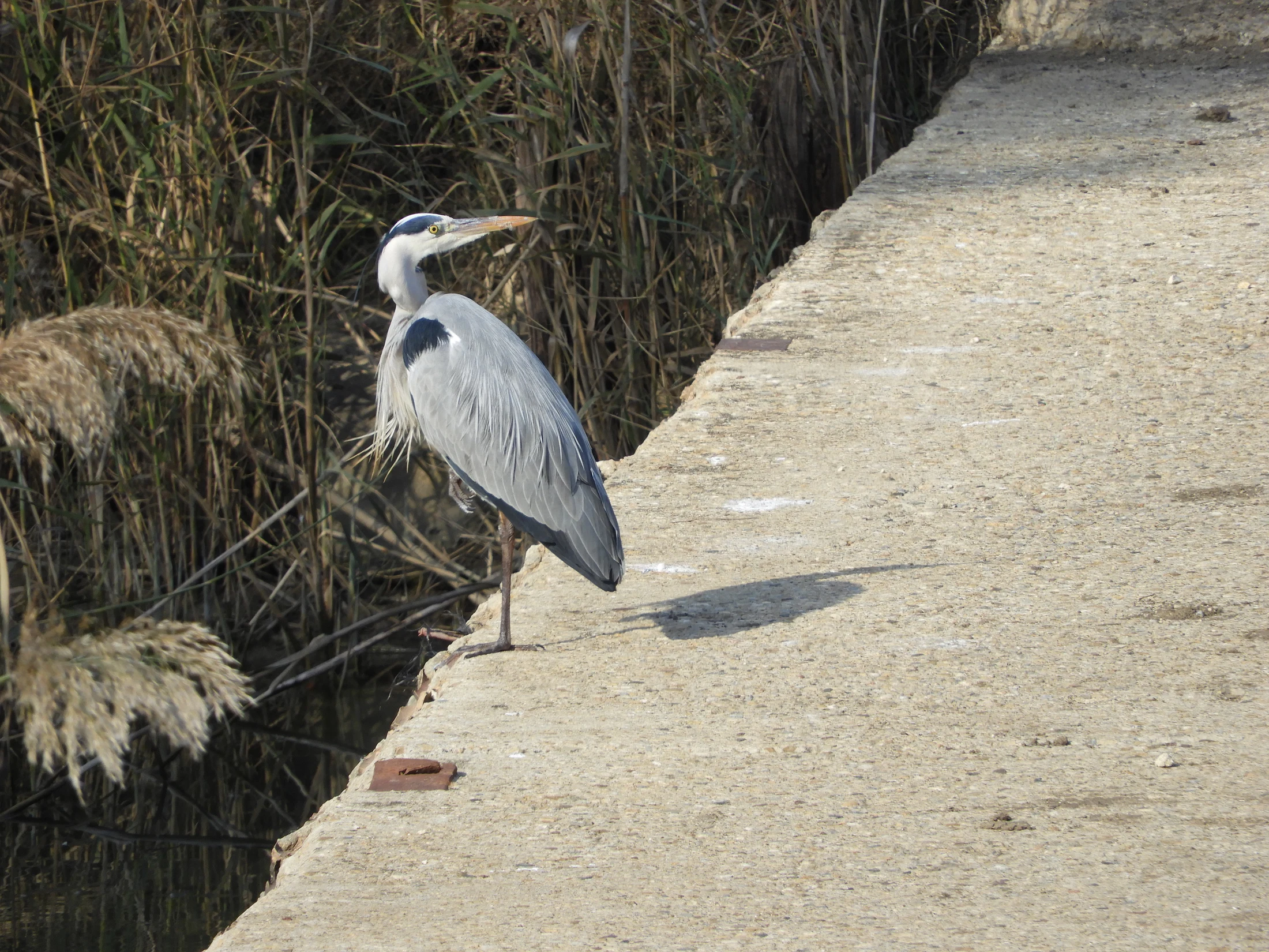 Garza real en la antigua laguna de La Janda. Fotografía de David Collis Luque