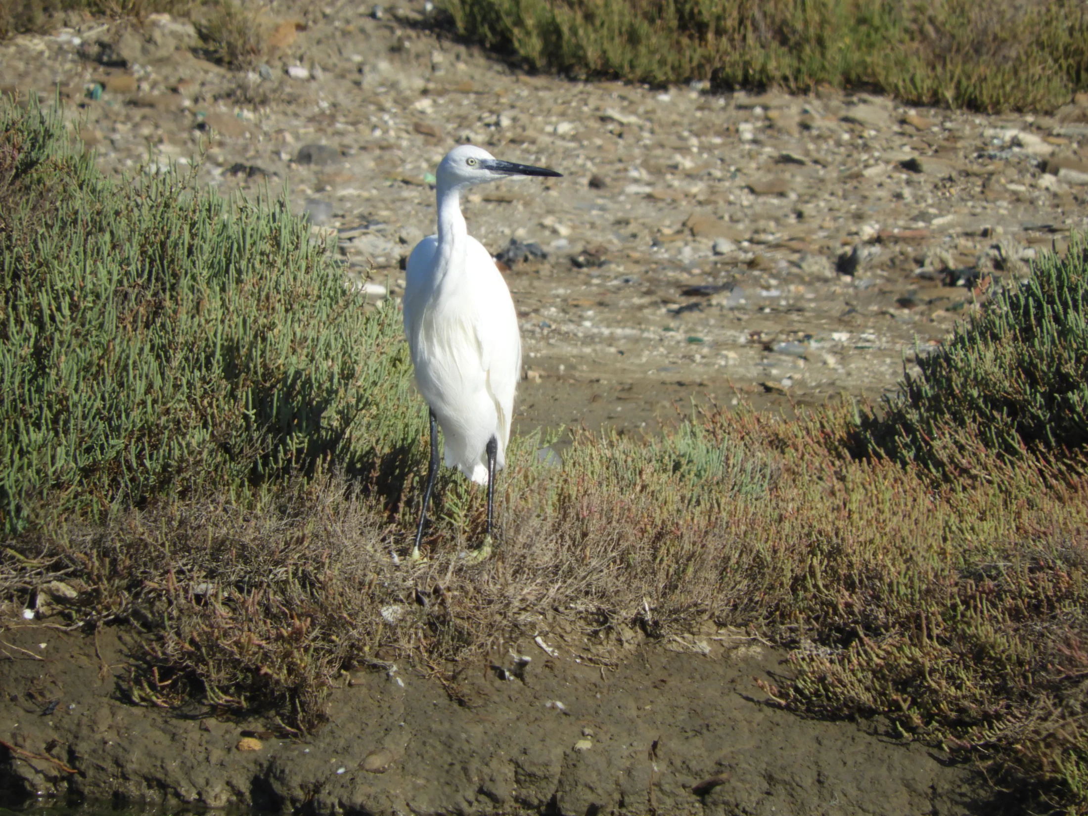 Garceta en la antigua laguna de La Janda. Fotografía de David Collis Luque