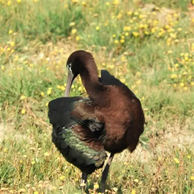 Morito en la marisma de Barbate