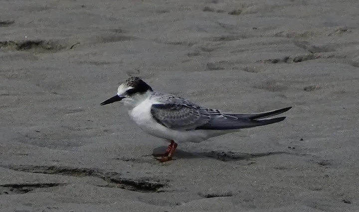 Charrancito en Galicia
